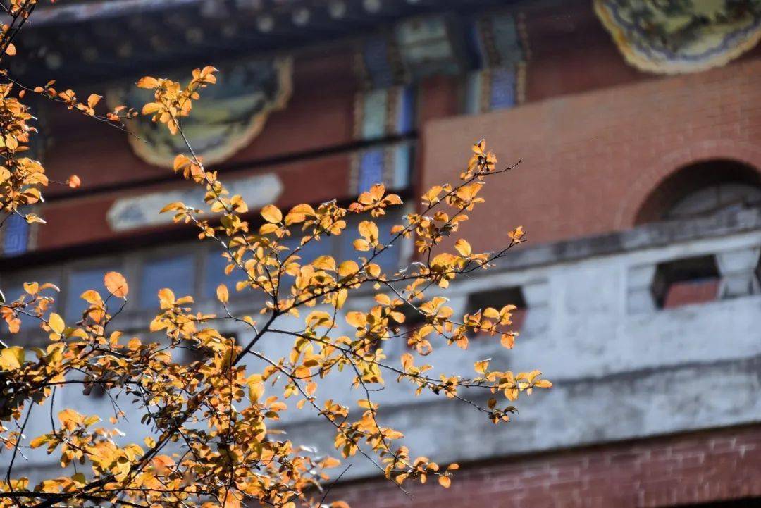 
声音舆图②｜复旦大学枫林校区的美 让我逐步讲给你听：ky开元集团(图2)